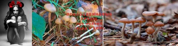 винт Наволоки